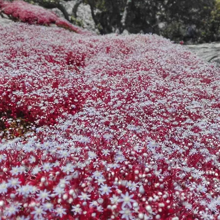 La Vigna לינה וארוחת בוקר